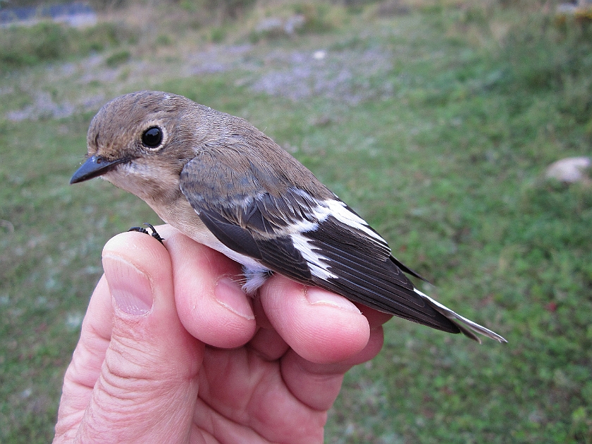 Collared Flycatcher, Sundre 20120829